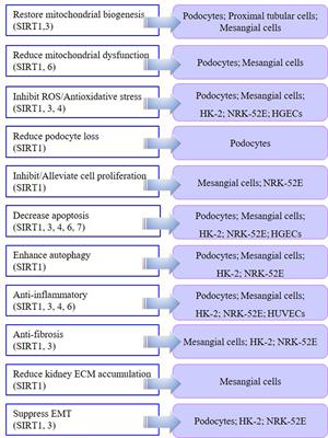 SIRT1–SIRT7 in Diabetic Kidney Disease: Biological Functions and Molecular Mechanisms